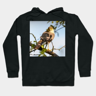 Eurasian sparrowhawk, Accipiter nisus Hoodie